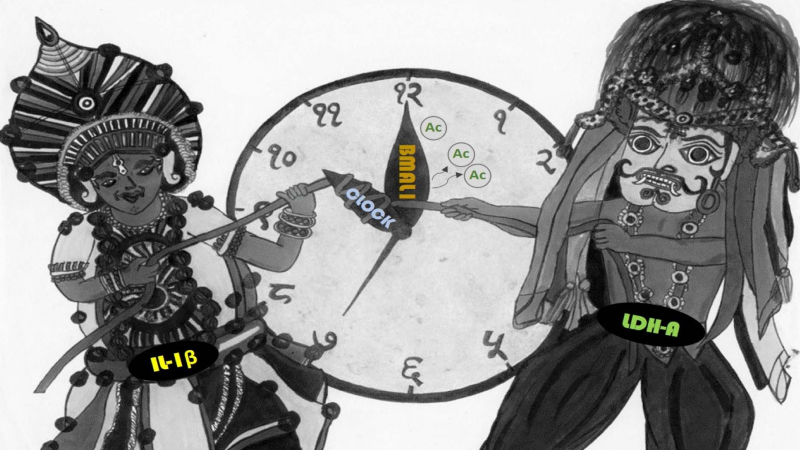 Unlocking the role of biological clock molecules in cancer cells