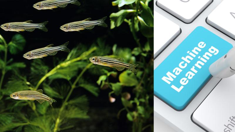 Zebra fish