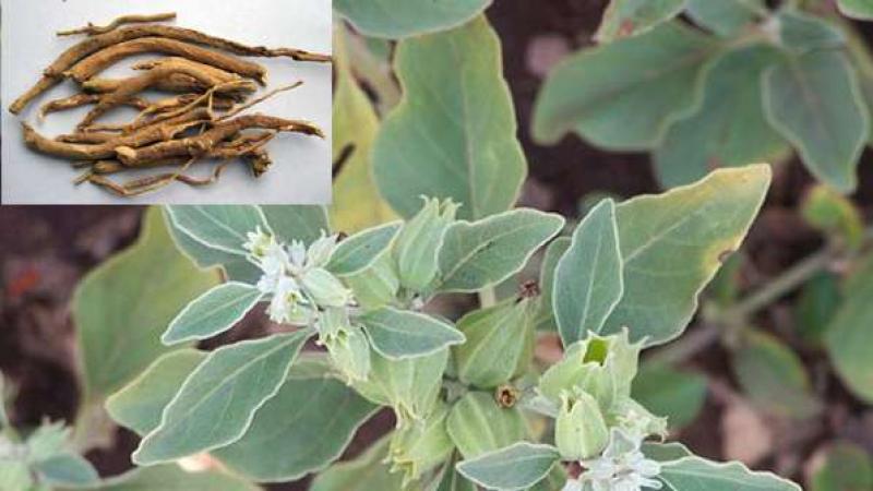 Guru Nanak Dev University, Amritsar and National Institute of Advanced Industrial Science & Technology, Japan, show that cultivating Ashwagandha organically with vermicompost can enrich the soil