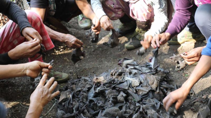 বাদুলি গণি আৰু ভগাই থকাৰ সময়ত নাগালেণ্ডৰ বছৰেকীয়া বাদুলি চিকাৰৰ অংশগ্ৰহণকাৰী সকল, ছবি ডঃ জাভেই হেইচে মানুহৰ দেহলৈ বিয়পিব পৰা ফিলোভাইৰাছ কঢ়িয়াই উত্তৰ পূৰ্বাঞ্চলৰ কিছুমান বাদুলিৰ প্ৰজাতিয়ে