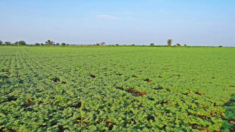 Local bacteria may outcompete introduced ones, affecting chickpea yield