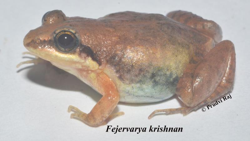 Photo : Prudvi Raj 