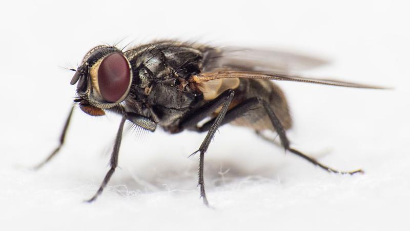 What flies can teach us about achieving the perfect landing, albeit upside down!