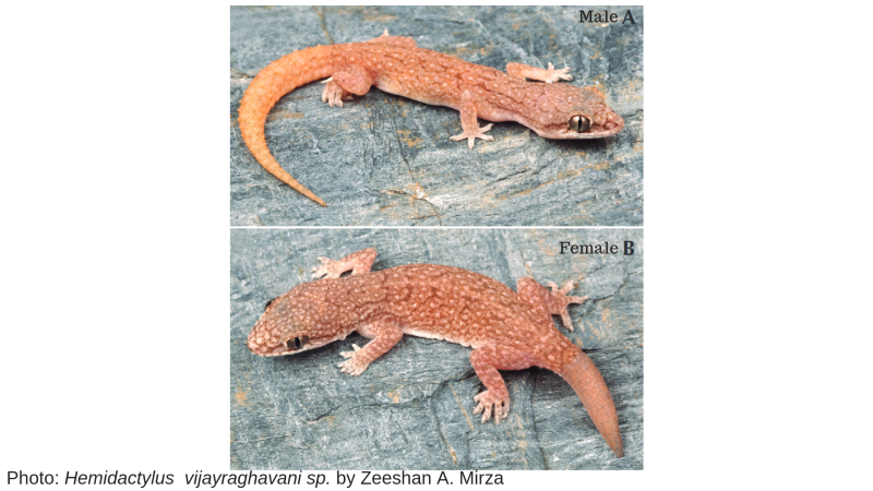 Photo: Hemidactylus  vijayraghavani sp. by Zeeshan A. Mirza