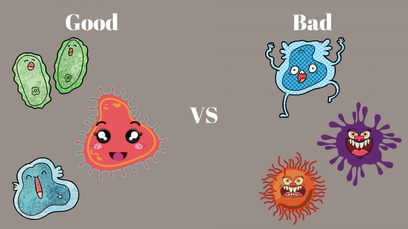 Scientists from ICAR-NDRI, Karnal, observed the competition between natural gut bacteria and pathogenic bacteria to produce microbeads that have the potential to fight pathogenic bacteria. 