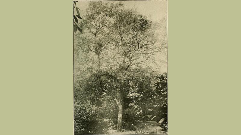 हवामानातील बदलांमुळे मध्य हिमालयात आढळणारे धुरचुक नष्ट होत आहेत
