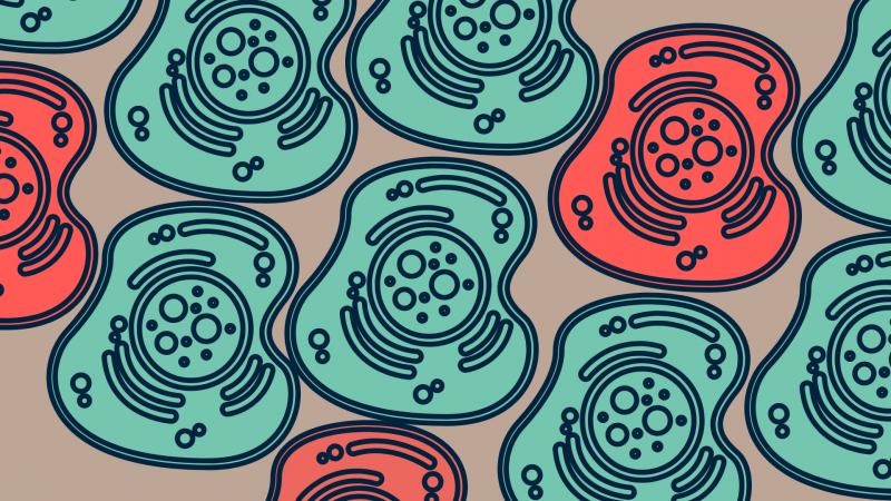 The micro effects of Fasting and Feasting