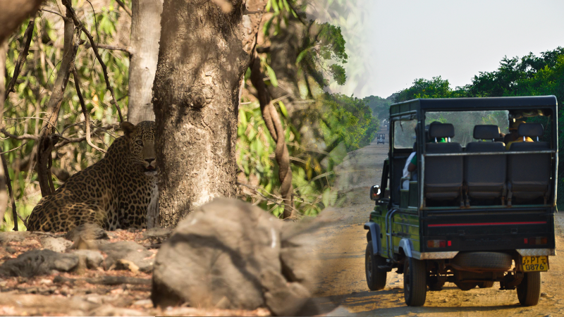 Noisy vehicles cause distress to animals. [picture credits leopard and safari vehicle via Wikimedia Commons]