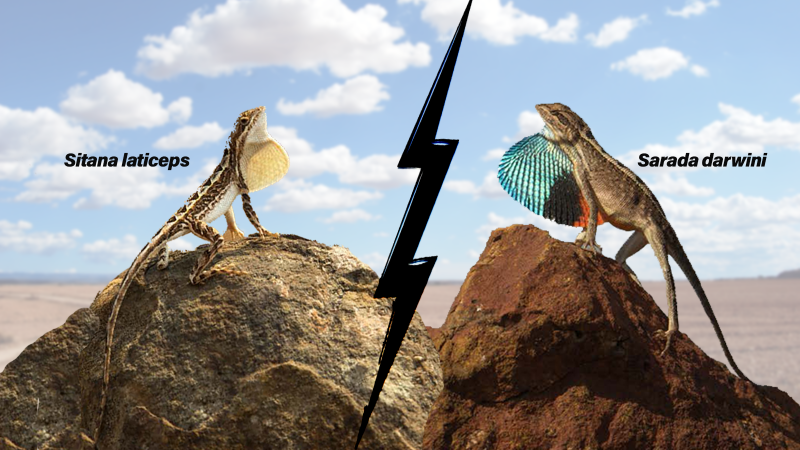 Friend or foe? Study shows fan-throated lizards could be evolving novel behaviours to avoid a brawl