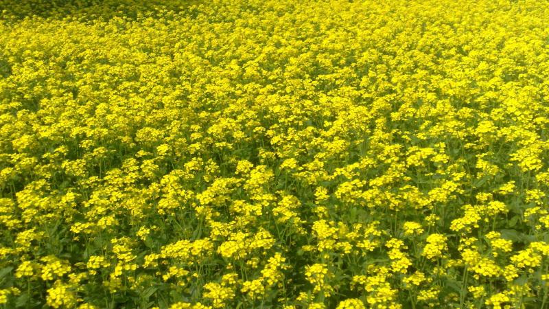 Chickpea’s trick can help mustard fight fungi