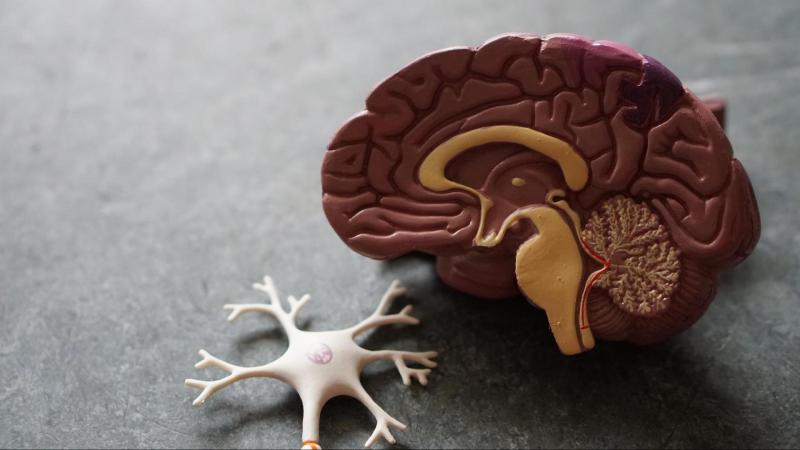 Tracing the origins of Parkinson’s disease