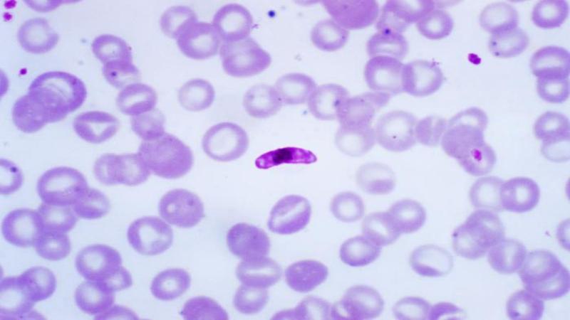 Study explores how blood parasites spread among birds in the Western Ghats