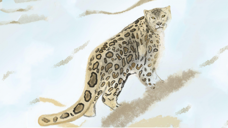 Snow leopards on rugged terrains of conservation
