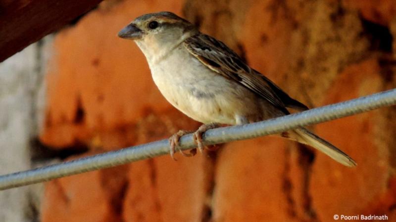 Among dwindling numbers, some bright spots for India’s birds