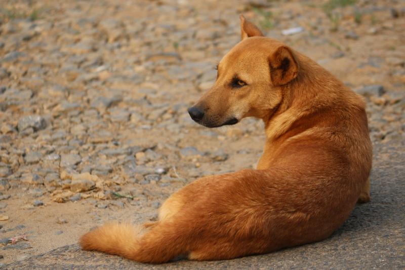 Study explores how free-ranging dogs forage food 