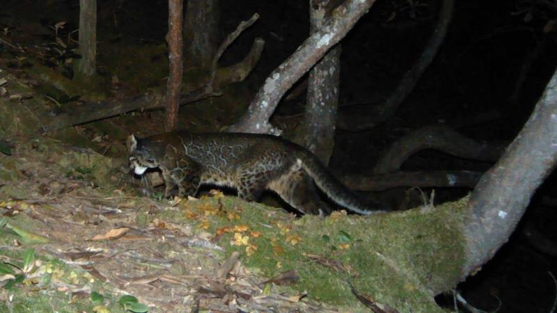 Image: Tightly rosetted morph of Asiatic golden cat by Sahil Nijhawan/Panthera/APFD