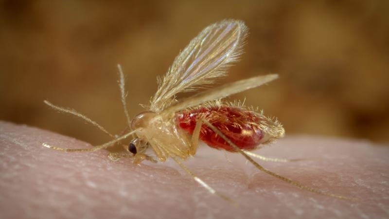 “Not just a fever”—What is hampering the elimination of kala-azar in India?