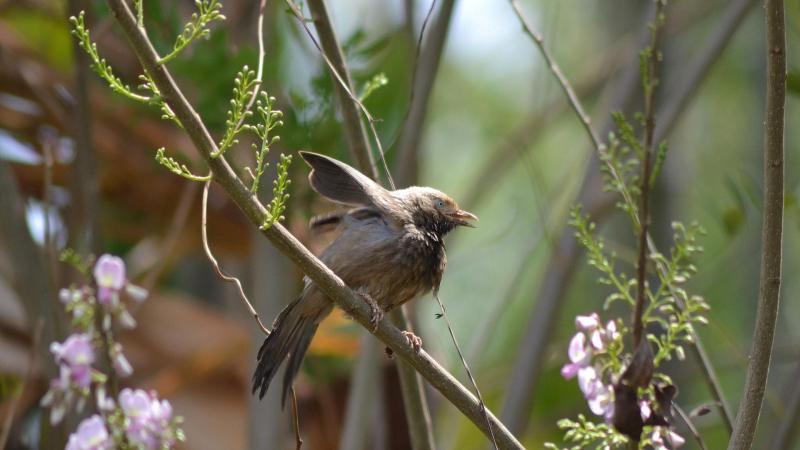 7 Proven Tips for Birdwatching