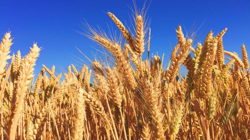 Machine learning helps monitor crop growth