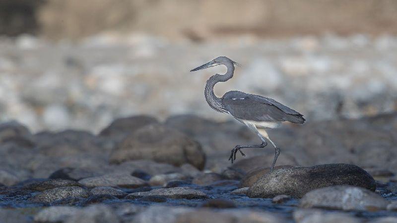 First-ever survey of white-bellied herons spells doom for these birds