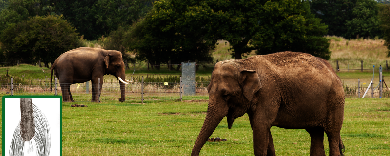 Elephant’s tail tresses can tell their stress tales