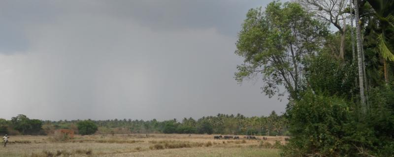 ತೋಟದ ಸುತ್ತ ಜೀವವೈವಿಧ್ಯವುಳ್ಳ ಪರಿಸರವಿದ್ದಲ್ಲಿ ಬೆಳೆಯ ಇಳುವರಿ ಹೆಚ್ಚಾಗುತ್ತದೆ ಎಂದು ಸಾಬೀತು ಪಡಿಸಿದ ಅಧ್ಯಯನ! 