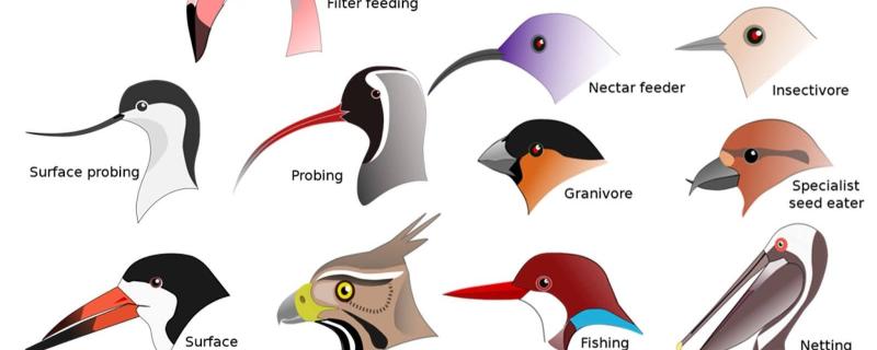 Caption: Bird beaks have evolved differently based on what they feed. Credit: L. Shyamal