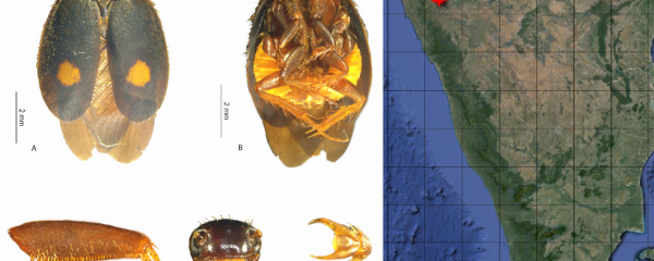 Euthyrrhapha pacifica (Coquebert, 1804). (A) Dorsal View, (B) Ventral view, (C) Profemur, (D) Head and (E) Tarsal Claw. Credit: Authors Euthyrrhapha pacifica species